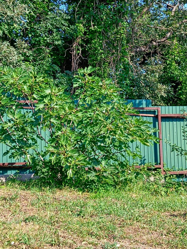 Дом под-ключ Кедровая 38 в Геленджике Дом под-ключ Кедровая 38 в Геленджике